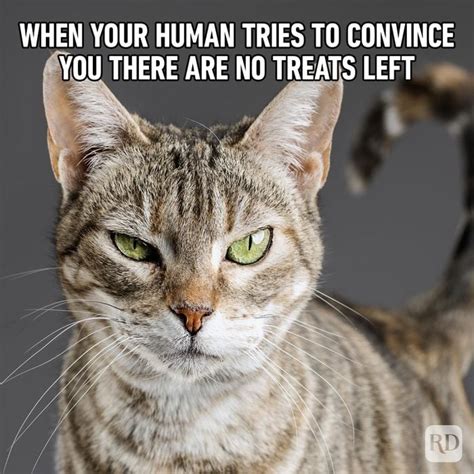 c++ memes|funny cat memes.